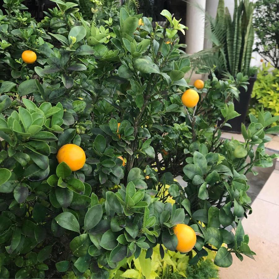 La Dolce Vita Umhlanga Guesthouse Durban Eksteriør bilde
